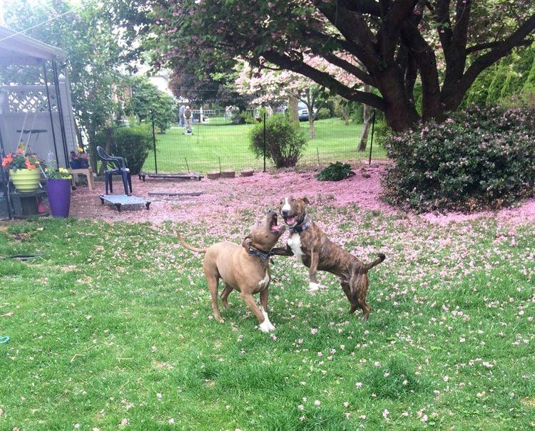 dogs playing