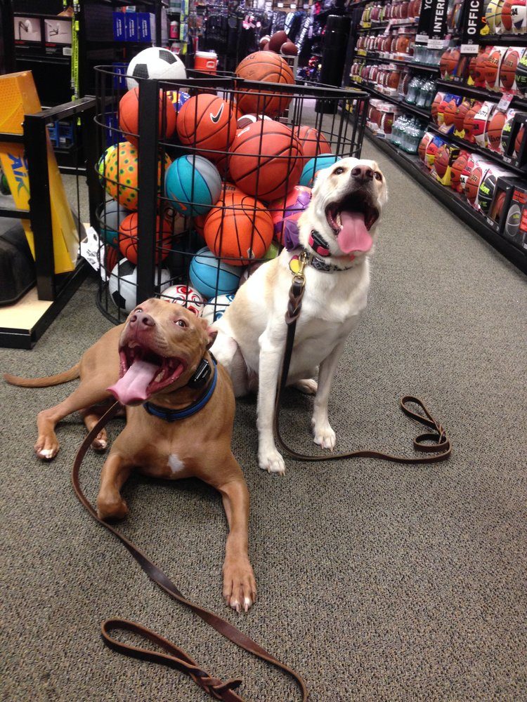 happy dogs in store