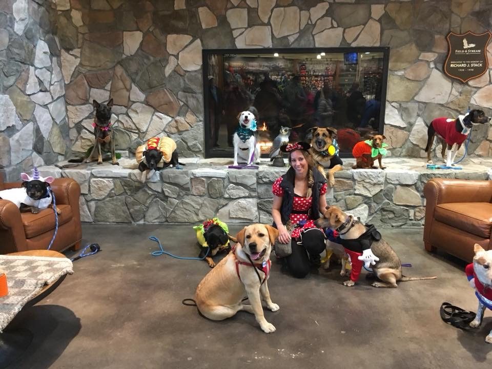dog trainer with dogs