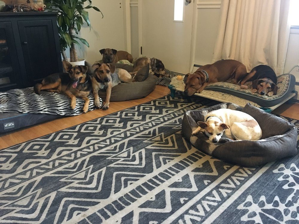 dogs in dog beds
