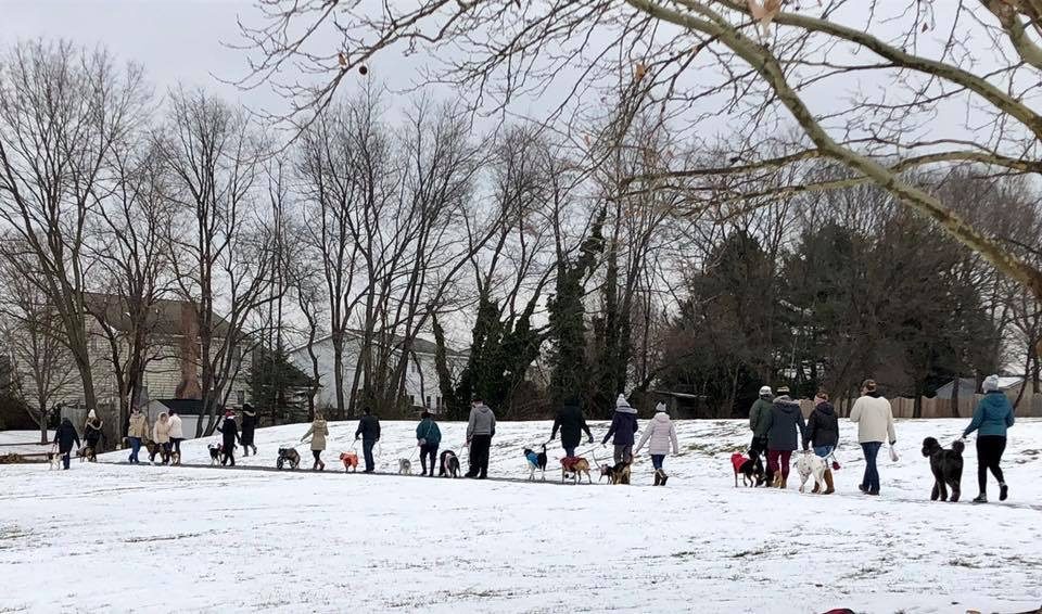 Snowy pack walk