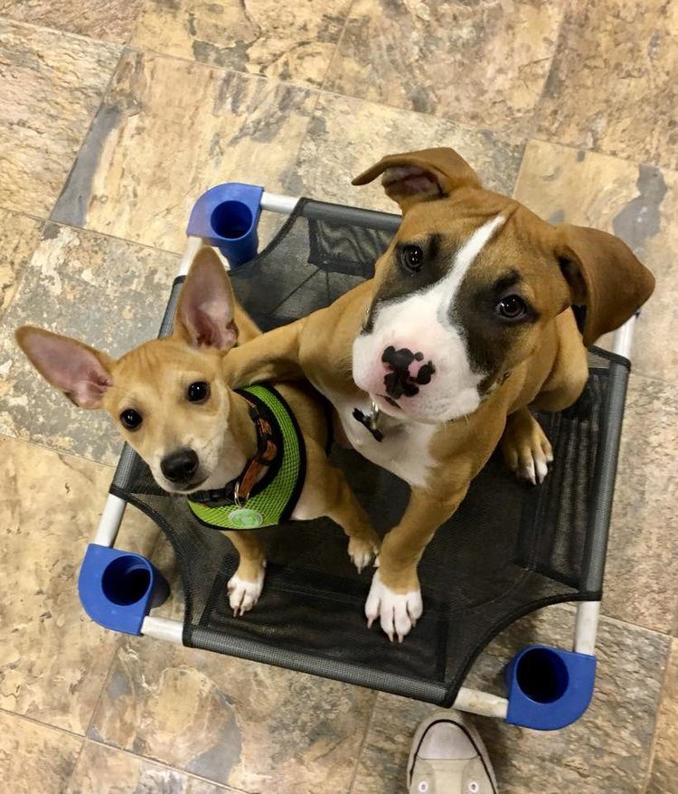 puppy socialization
