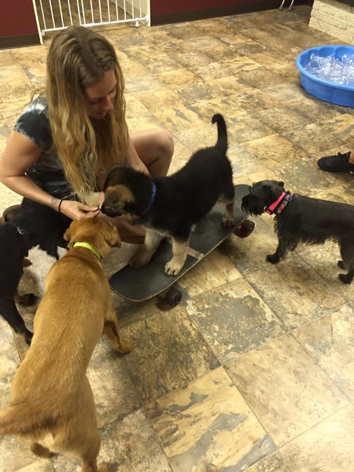 puppy class puppies with trainer