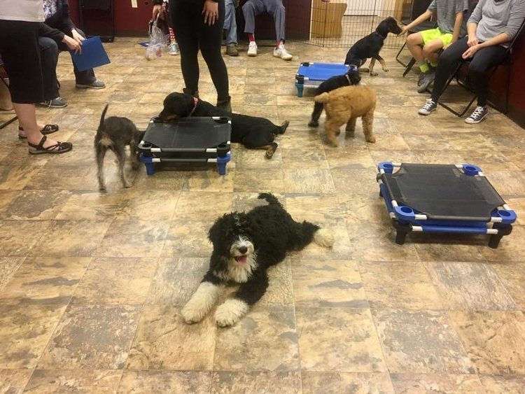 puppy class