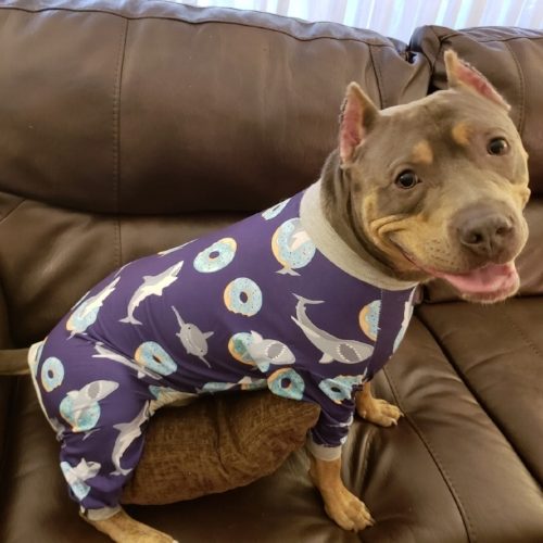Pittie on couch