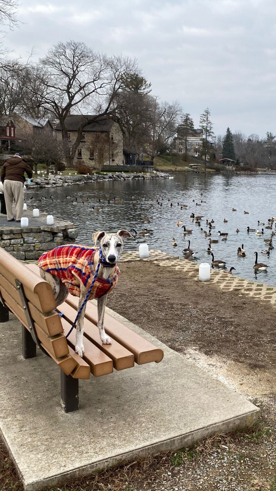 Dog placed on bench at park