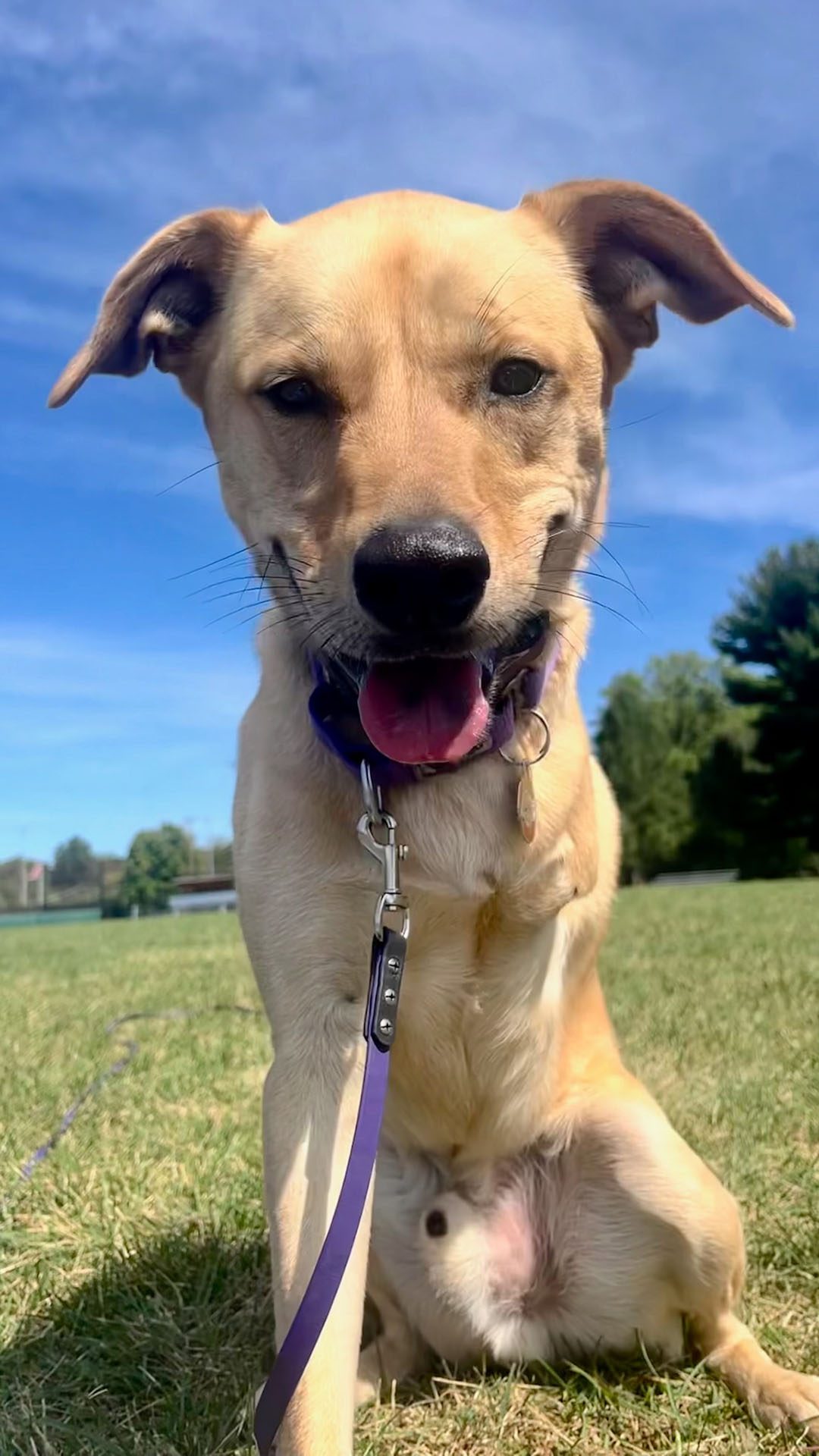 Dog at training lesson