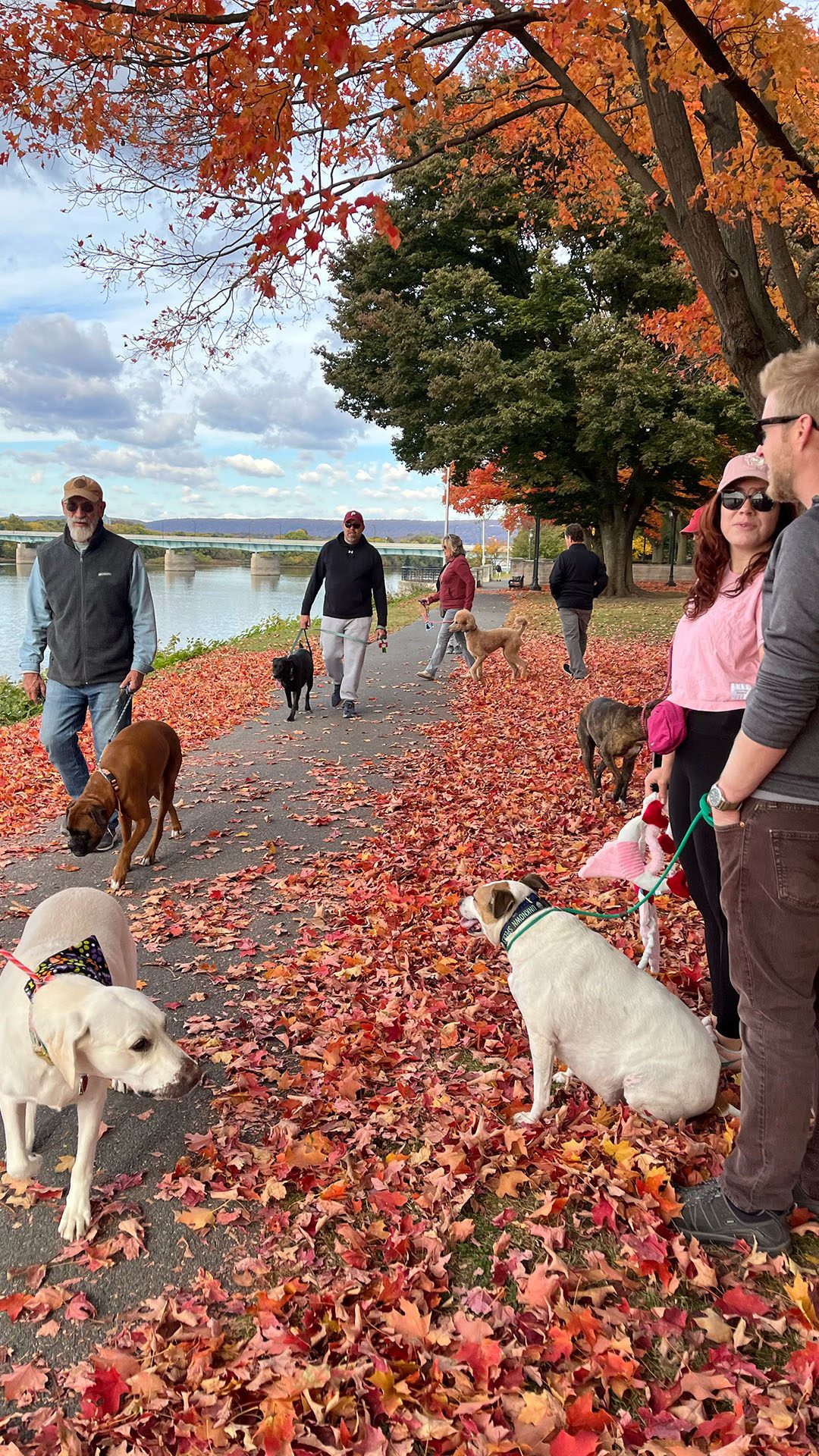 Dog Training Group Class