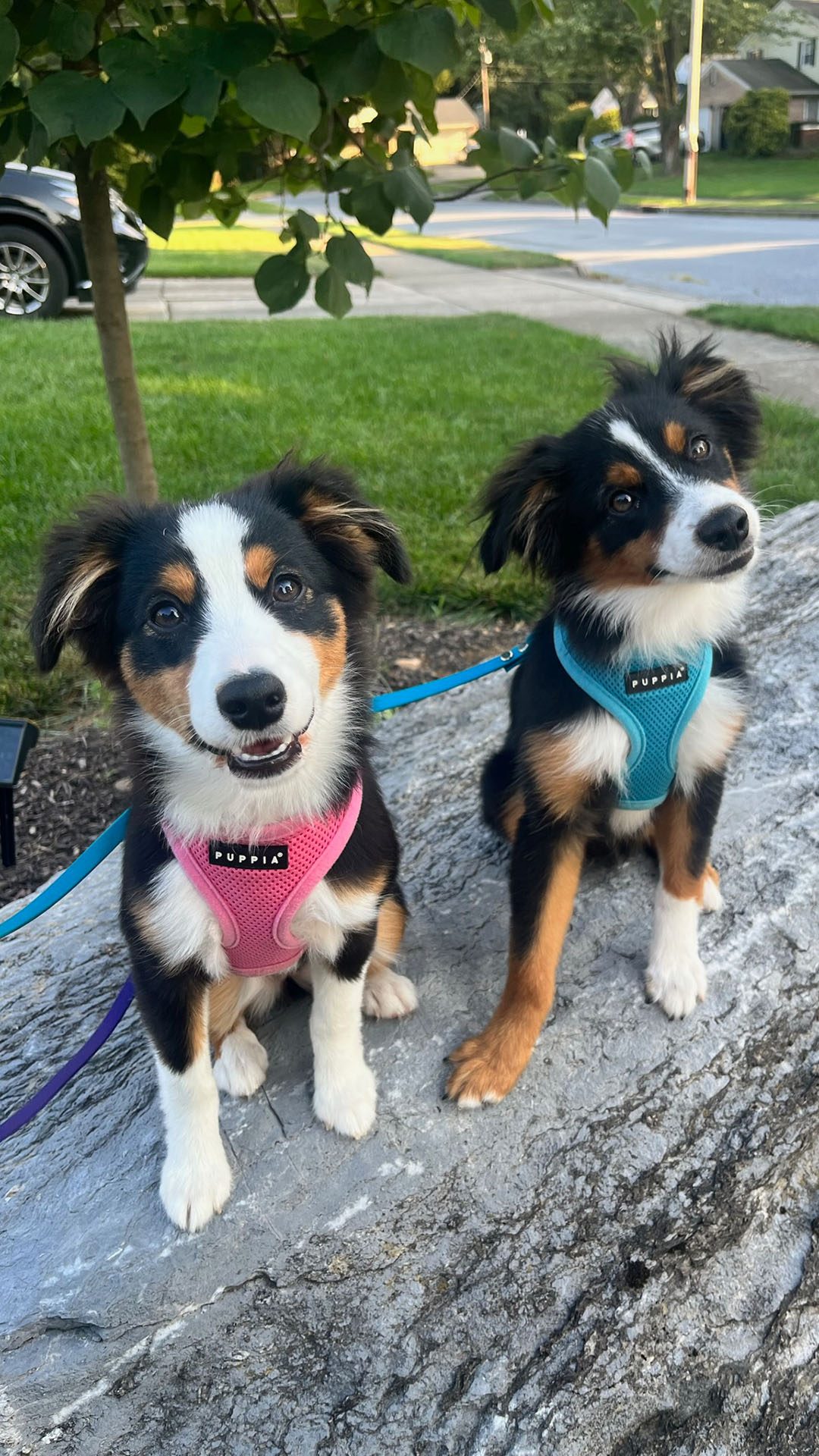 Puppy Lesson