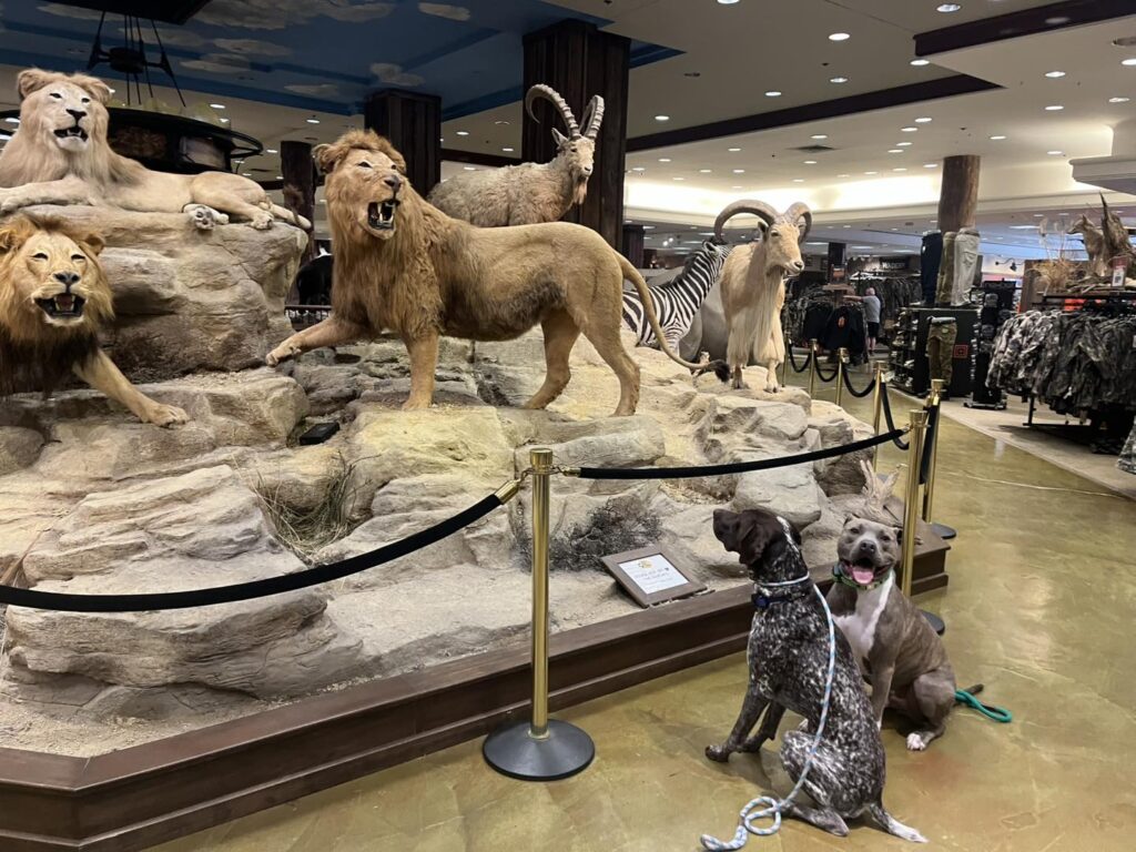 Winston Practicing Focus in Public