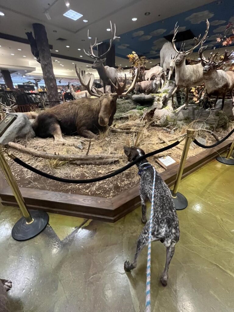 Winston Practicing Focus in Public