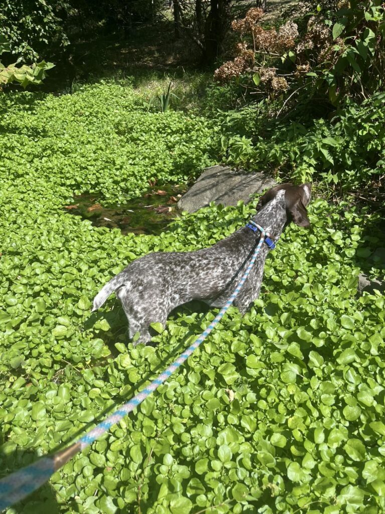 Winston Practicing Focus in Public